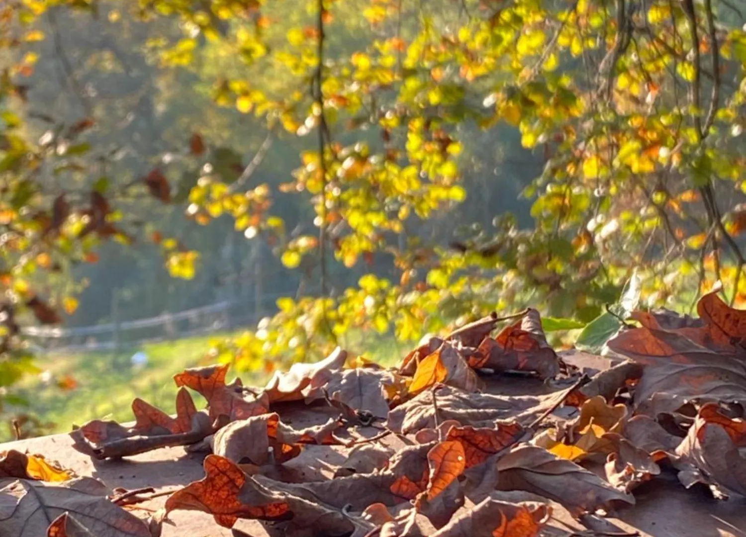 La Quercia E Lo Scoiattolo Bed & Breakfast Sotto il Monte
