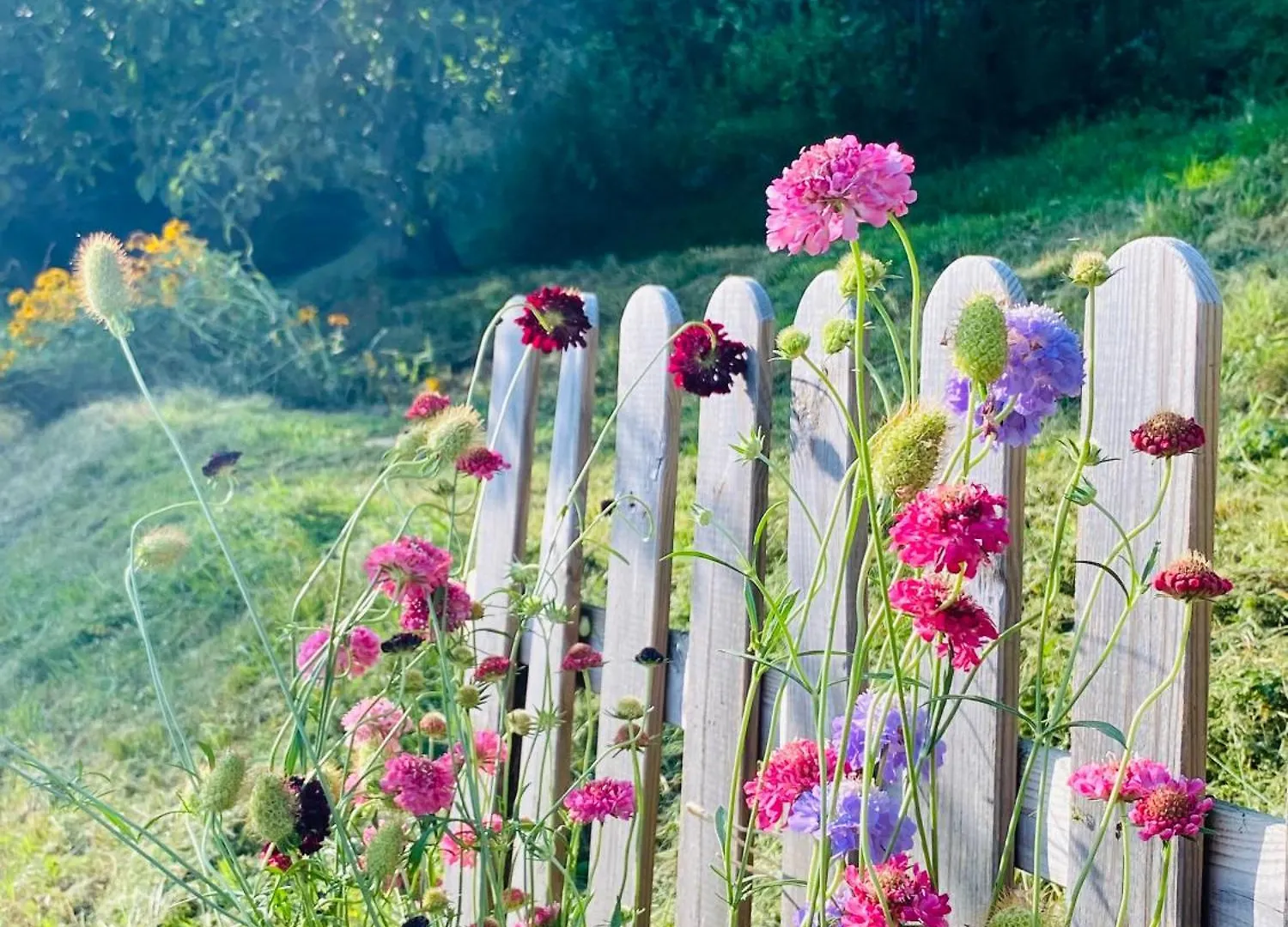 La Quercia E Lo Scoiattolo Bed & Breakfast Sotto il Monte