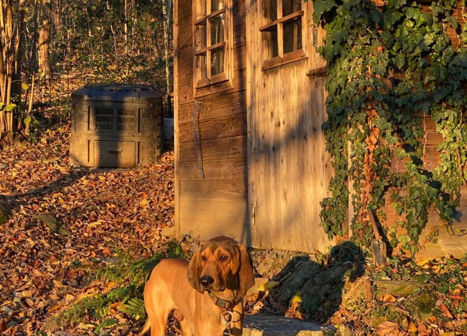 La Quercia E Lo Scoiattolo Bed & Breakfast Sotto il Monte